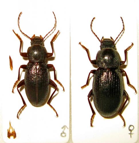 Stenomax sp.