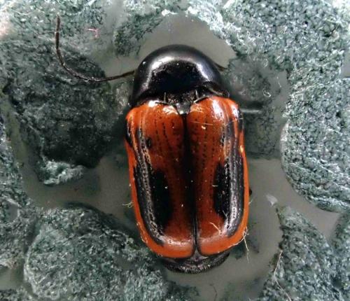 Réf. 288 207 : Cryptocephalus bipunctatus