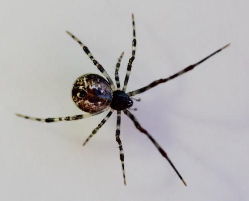 Parasteatoda sp.
