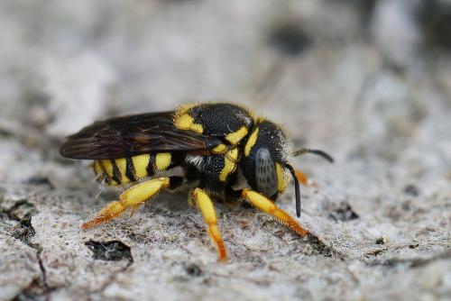Réf. 288 100 : Anthidiellum strigatum