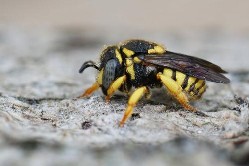 Réf. 288 104 : Anthidiellum strigatum