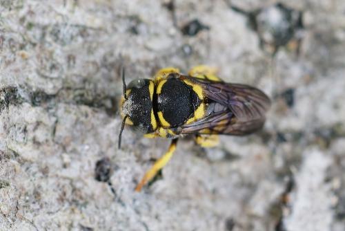 Réf. 288 103 : Anthidiellum strigatum