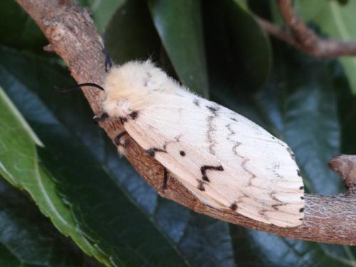 Lymantria dispar