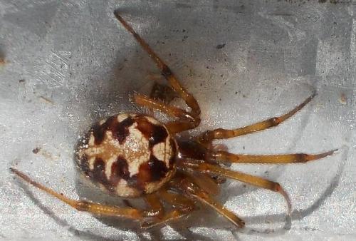 Réf. 288 373 : Steatoda triangulosa