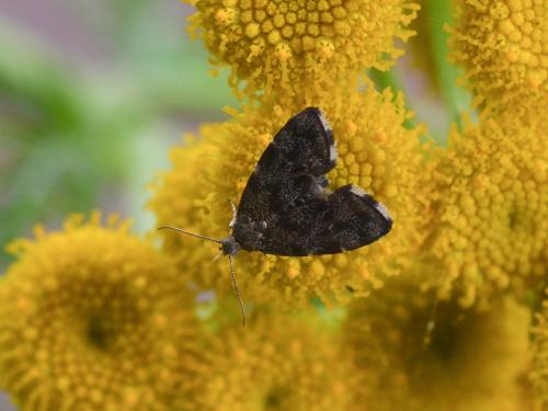 Anthophila fabriciana
