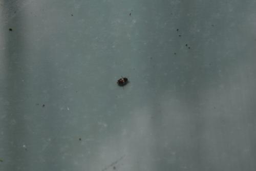 Hydroglyphus geminus
