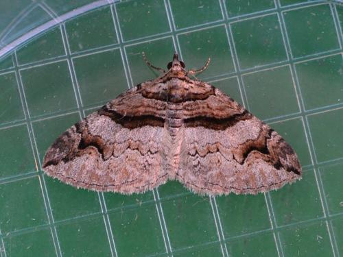 Pareulype berberata