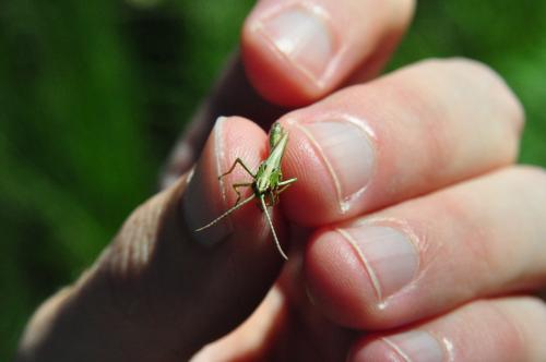 Réf. 288 722 : Pseudochorthippus parallelus parallelus