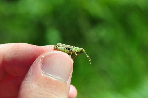 Réf. 288 721 : Pseudochorthippus parallelus parallelus
