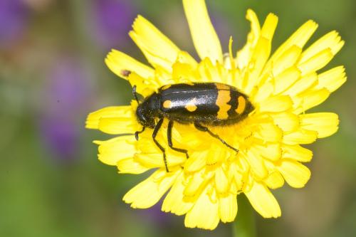 Réf. 288 542 : Hycleus polymorphus