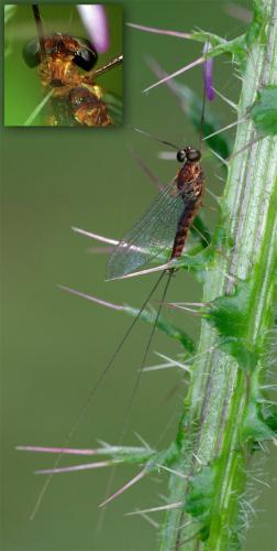 Ecdyonurus sp.