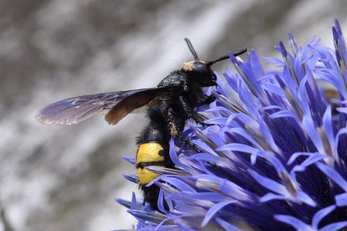 Réf. 288 404 : Scolia hirta