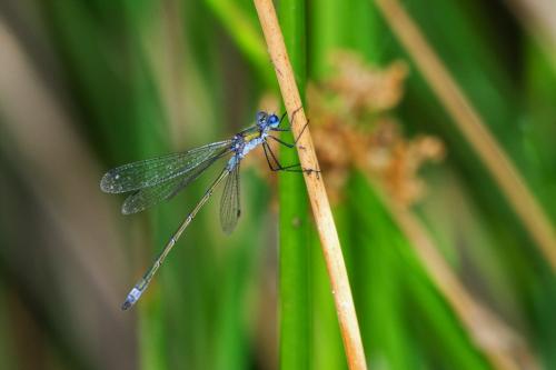 Lestes sp.