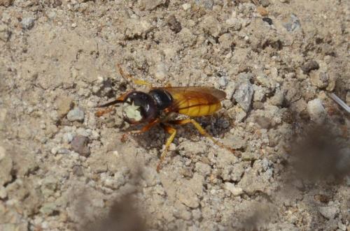 Réf. 288 585 : Philanthus triangulum