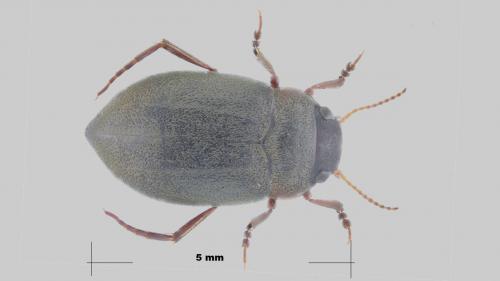 Réf. 288 560 : Deronectes sp.