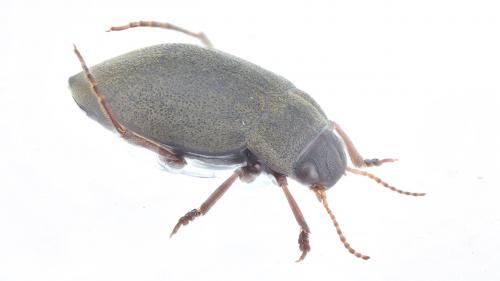 Réf. 288 562 : Deronectes sp.