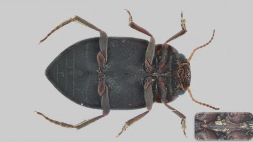 Réf. 288 561 : Deronectes sp.