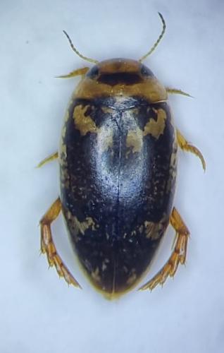 Laccophilus poecilus
