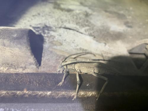 Aegosoma scabricorne