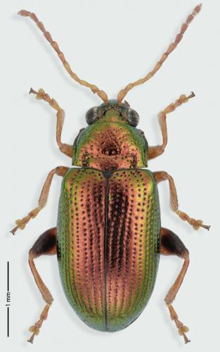 Crepidodera aureola