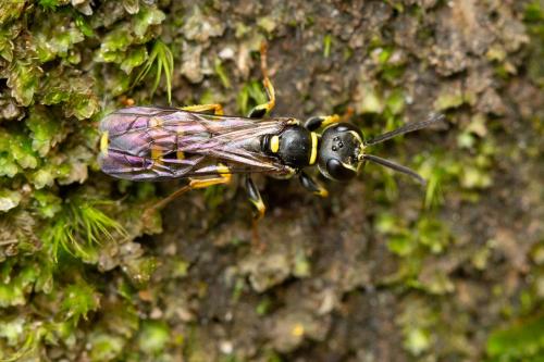 Mellinus arvensis