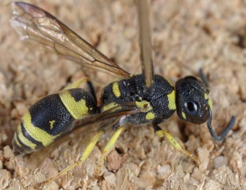 Allodynerus delphinalis