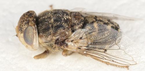 Oestrus ovis
