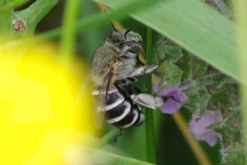 Réf. 288 604 : Amegilla albigena
