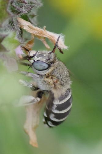 Amegilla albigena