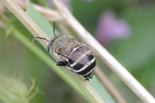 Amegilla albigena