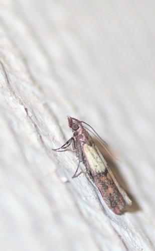Réf. 288 639 : Plodia interpunctella