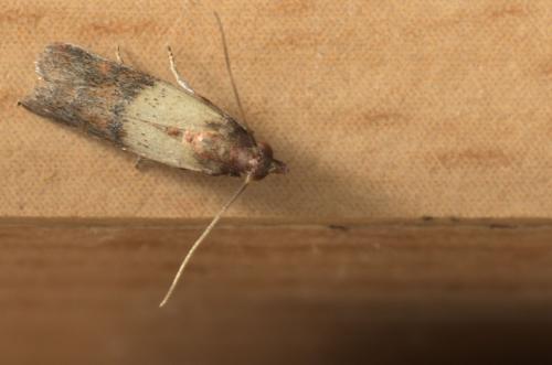 Réf. 288 638 : Plodia interpunctella
