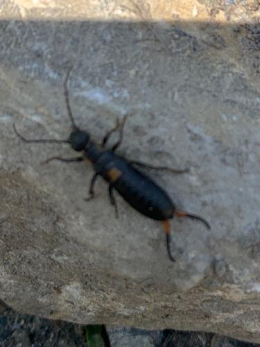 Anechura bipunctata