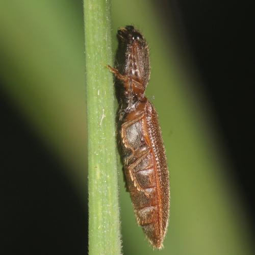 Athous sp.