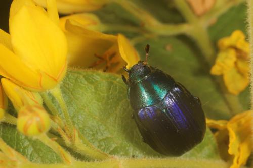 Réf. 288 060 : Anomala dubia