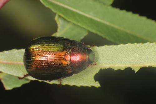 Réf. 288 061 : Anomala dubia