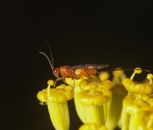 Bracon sp.