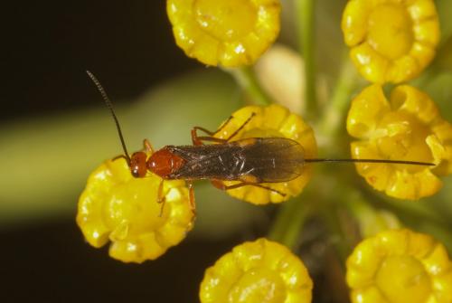Bracon sp.