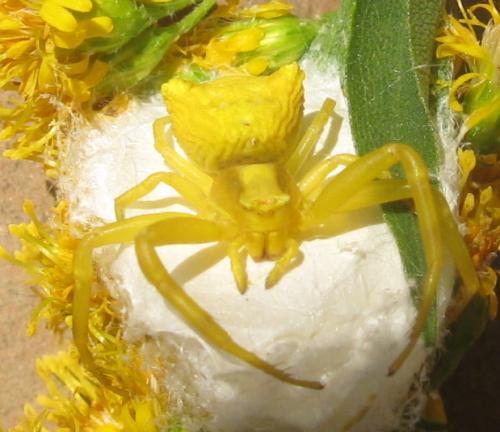 Réf. 288 910 : Thomisus onustus