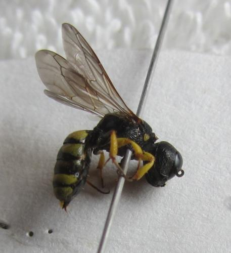 Lestica clypeata