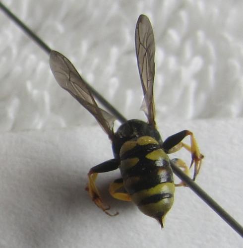 Réf. 288 518 : Lestica clypeata