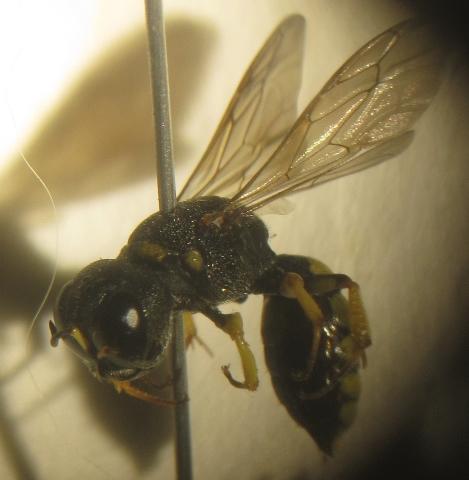 Lestica clypeata