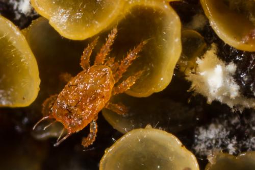 Réf. 288 183 : Lasioseius muricatus