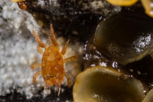 Réf. 288 186 : Lasioseius muricatus