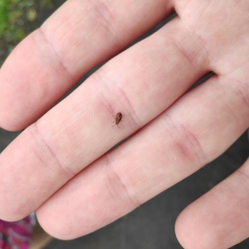 Kleidocerys sp.