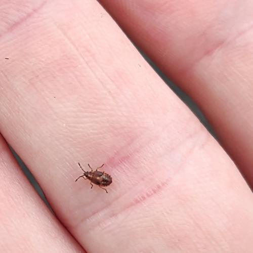 Réf. 288 049 : Kleidocerys sp.