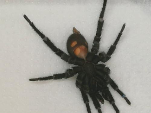 Réf. 288 691 : Ischnocolus valentinus
