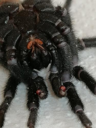 Réf. 288 688 : Ischnocolus valentinus