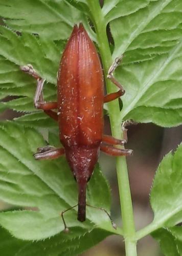 Réf. 288 554 : Lixus iridis