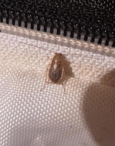 Planuncus vinzi